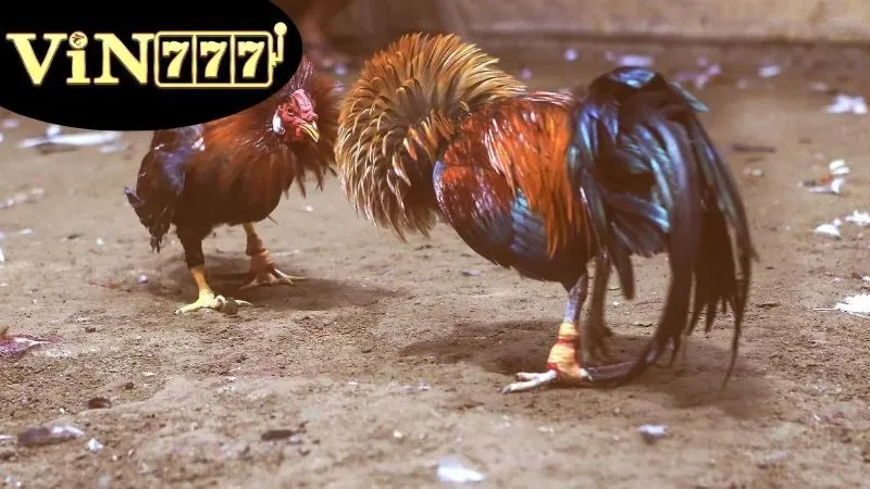 Đá Gà Campuchia – Trực Tiếp Kịch Tính Mỗi Ngày 4 Đá Gà Campuchia