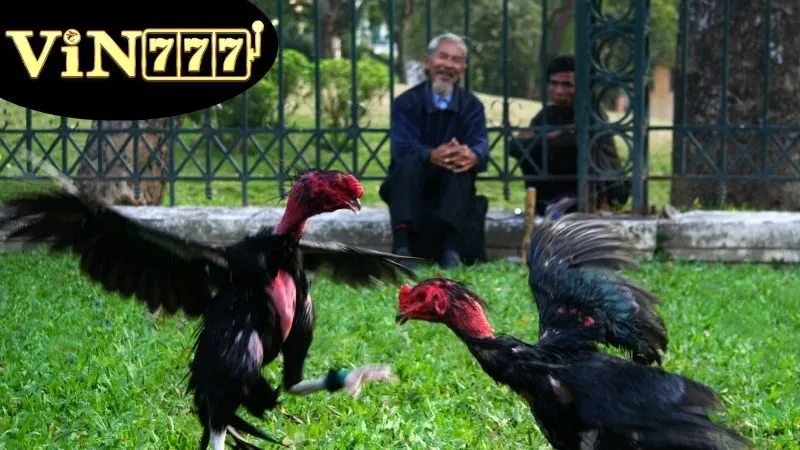 Đá Gà Cựa Tròn – Môn Thể Thao Gà Chọi Đầy Kỹ Thuật 2 Định nghĩa và giải thích Đá gà cựa tròn