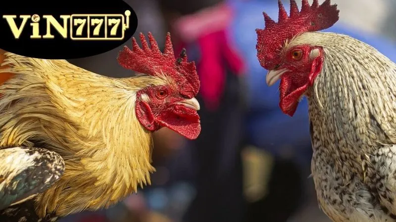 Đá Gà Cựa Tròn – Môn Thể Thao Gà Chọi Đầy Kỹ Thuật 4 Top 5 lựa chọn Đá gà cựa tròn