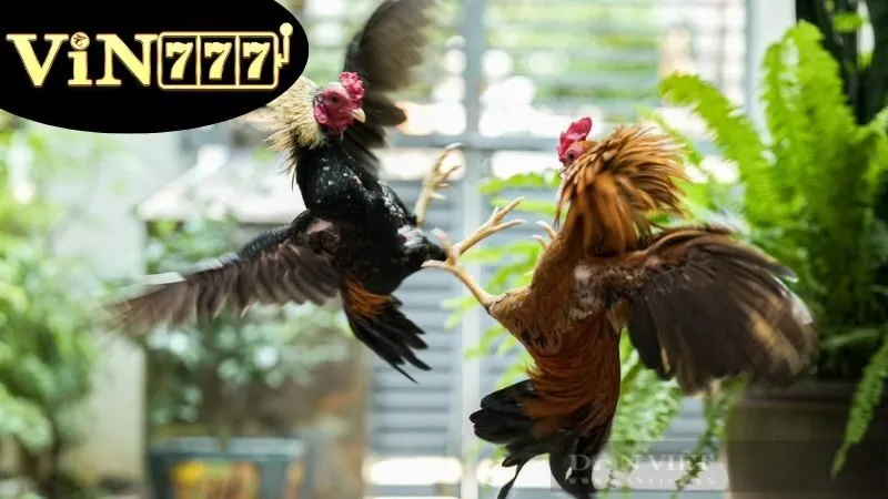 Đá Gà Thomo Hôm Nay – Trực Tiếp Kịch Tính Từng Giây 3 Lịch Thi Đấu Hôm Nay trên VIN777