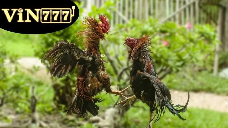 Đá Gà Thomo Hôm Nay – Trực Tiếp Kịch Tính Từng Giây 4 Hướng Dẫn Tham Gia Cá Cược