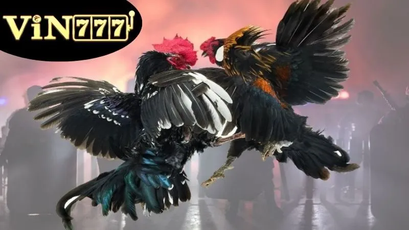 Đá Gà VIN777 - Bí Quyết Chiến Thắng Lớn Với Những Chiến Kê 3 Chiến lược cá cược hiệu quả tối ưu chiến thắng trong Đá Gà VIN777