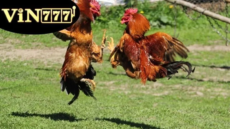 Gà Đá Cựa Dao – Kịch Tính Mỗi Cú Ra Đòn 2 Định nghĩa và giải thích về Gà Đá Cựa Dao