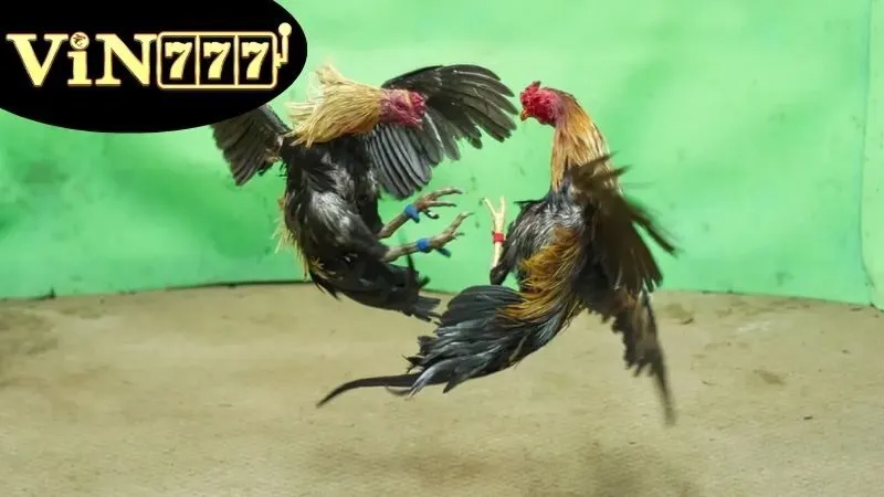 Gà Đá Cựa Dao – Kịch Tính Mỗi Cú Ra Đòn 2 Gà Đá Cựa Dao