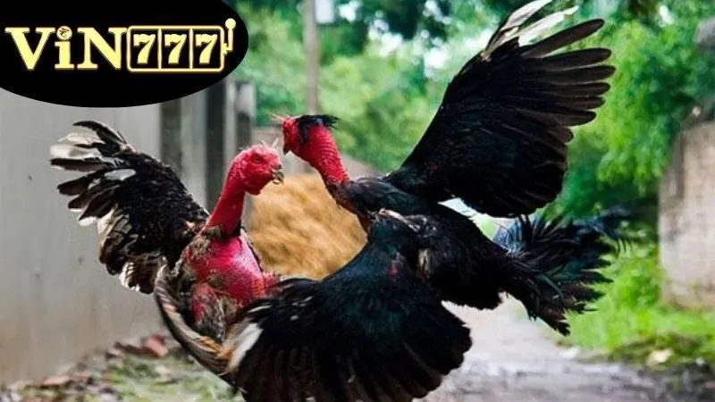 Xem Đá Gà Online – Trực tiếp đỉnh cao, kèo hấp dẫn 6 Xem Đá Gà Online